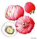 Lady Apple